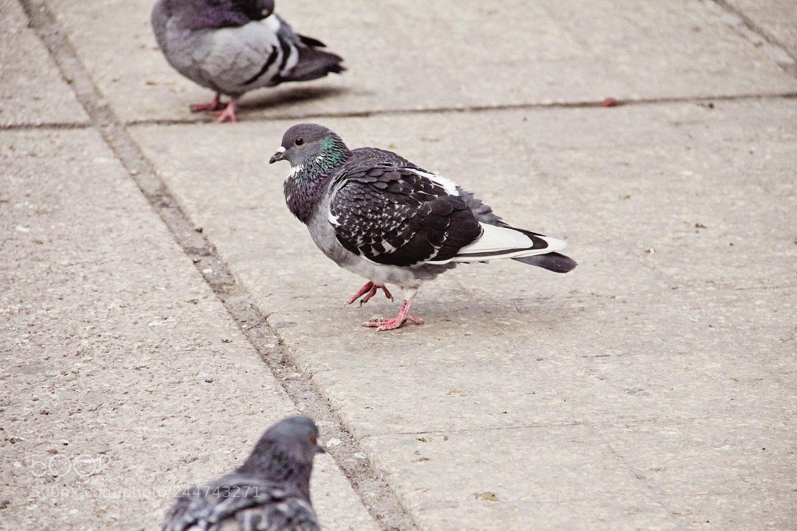 Canon EOS 550D (EOS Rebel T2i / EOS Kiss X4) sample photo. Freeze pigeon photography