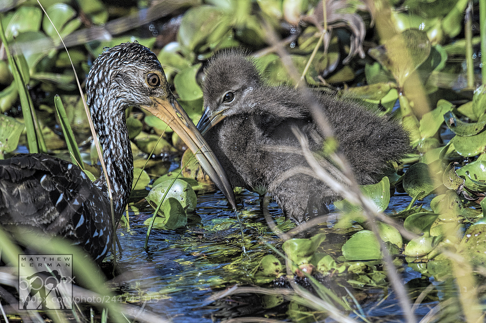 Nikon D810 sample photo. Chick photography