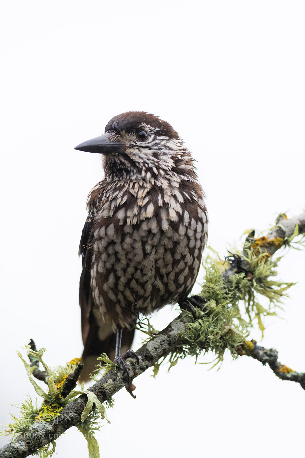 Nikon D7100 sample photo. Spotted nutcracker photography