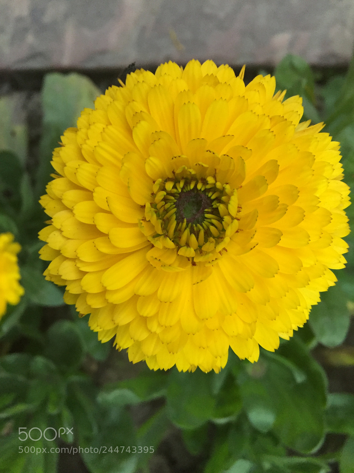 Apple iPhone 6 sample photo. Yellow flower photography