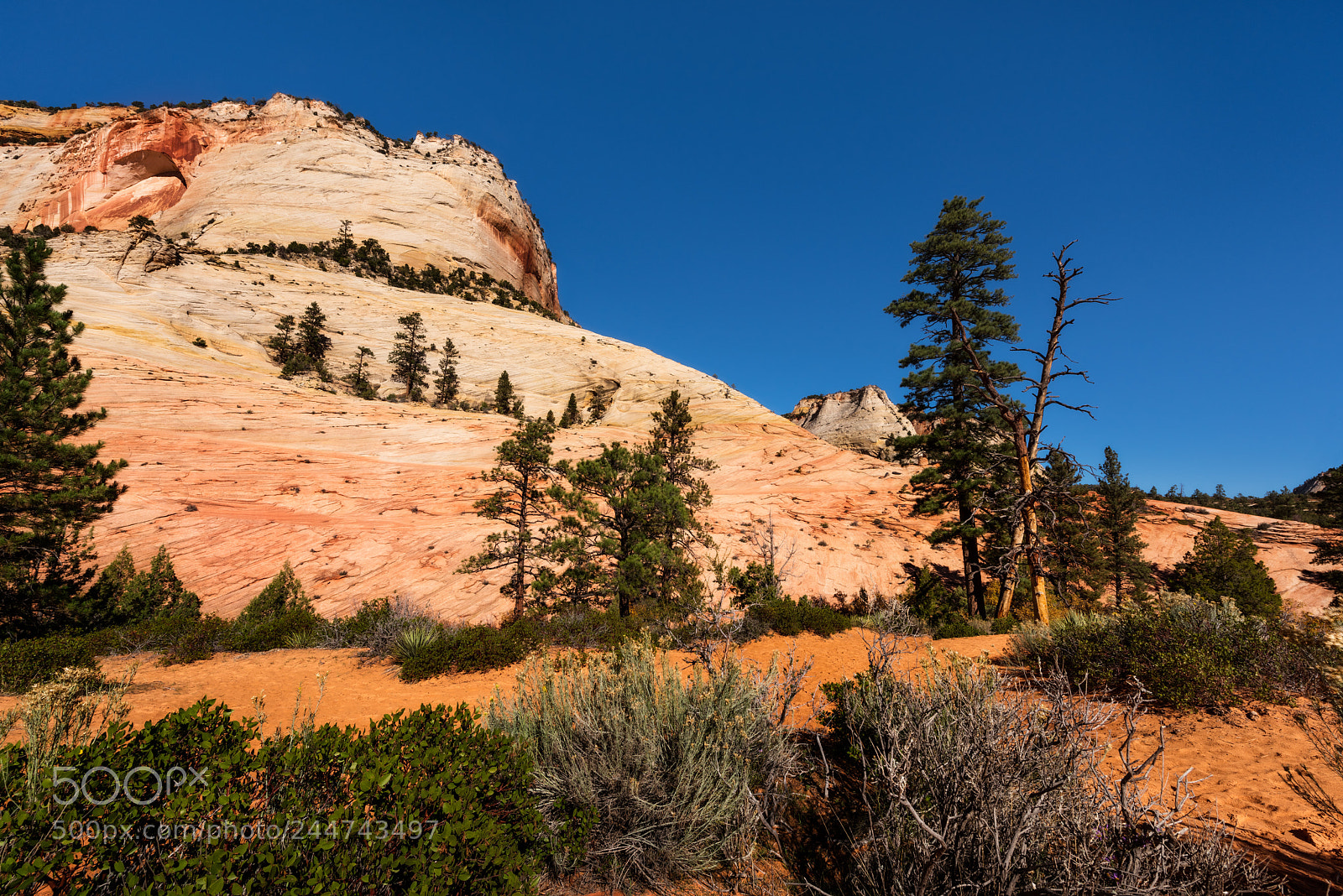 Nikon D810 sample photo. Zionnationalparkutssw photography