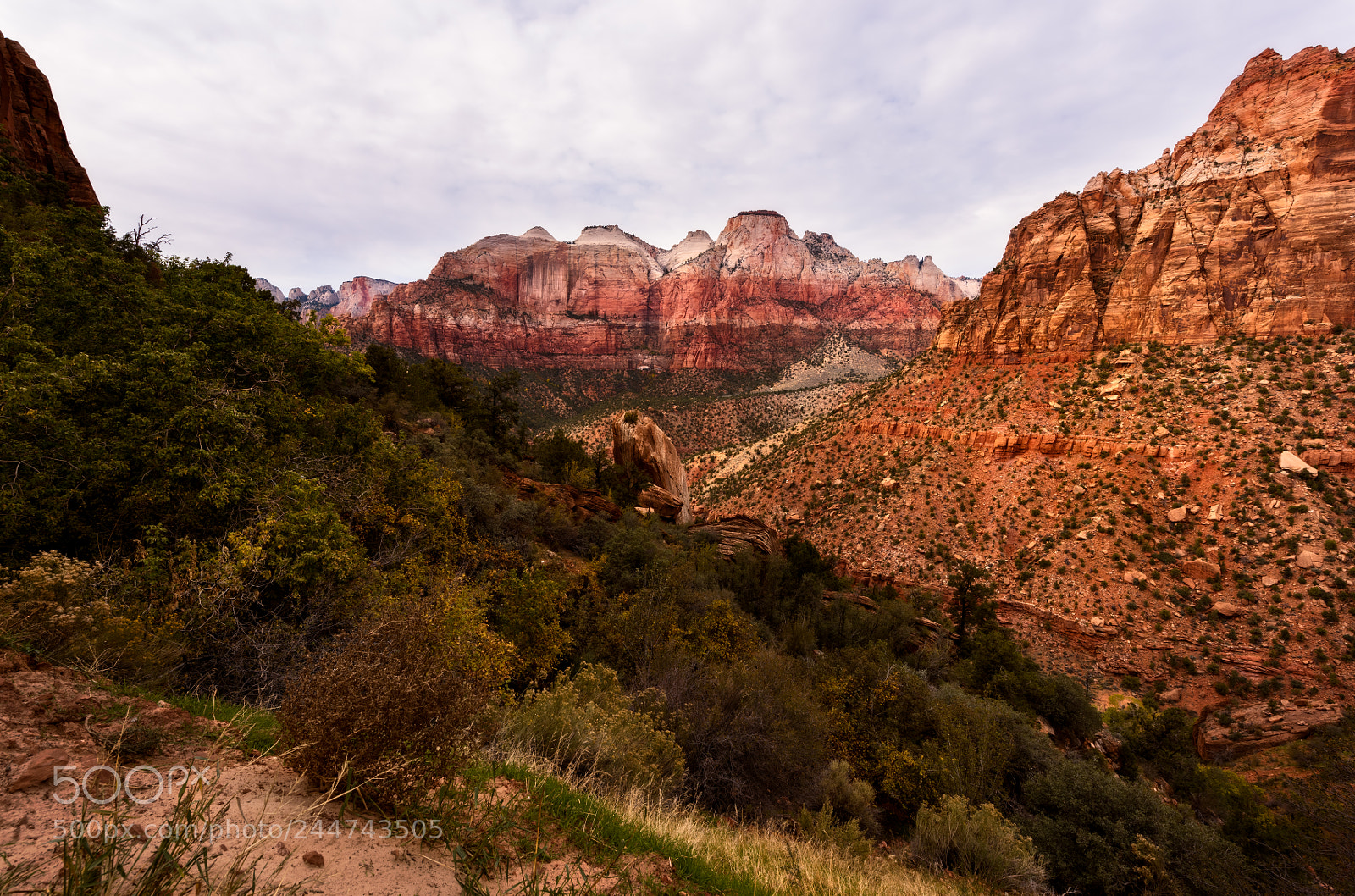 Nikon D810 sample photo. Zion national park photography