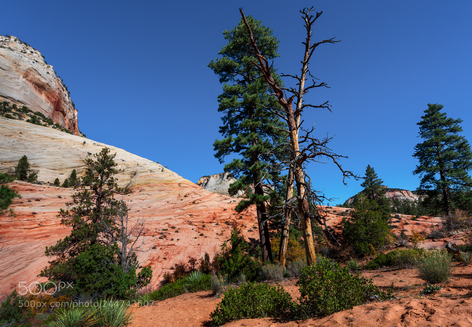 Nikon D810 sample photo. Zion national park photography