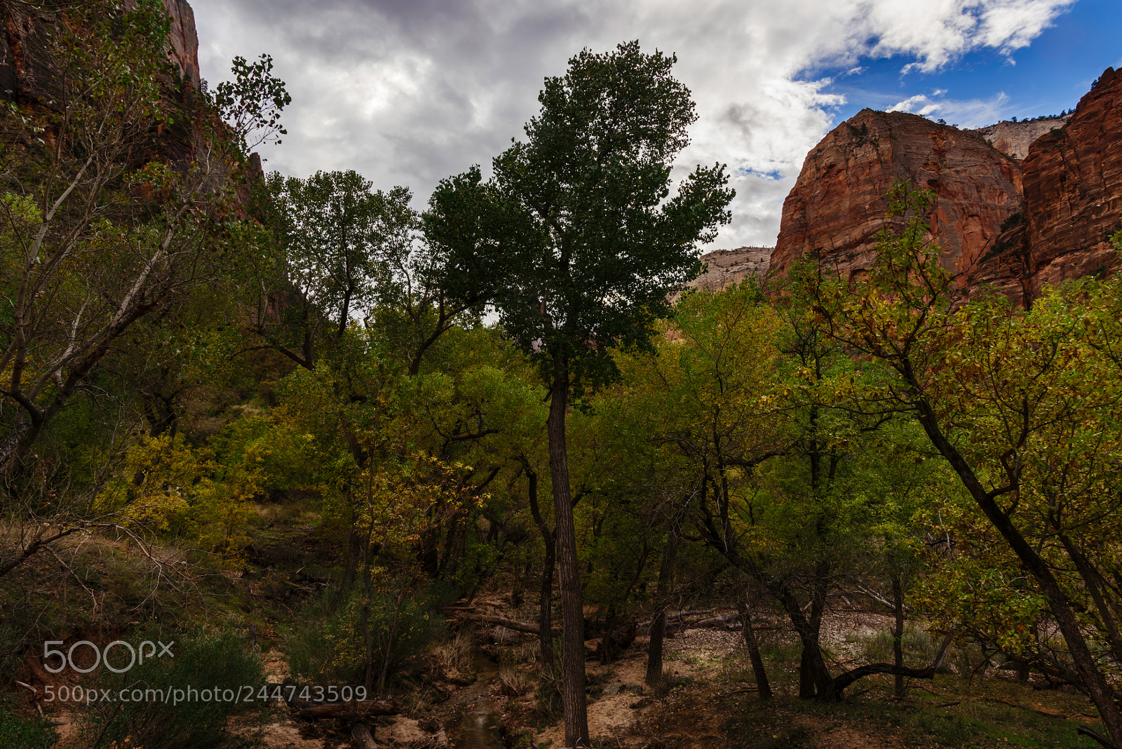 Nikon D810 sample photo. Zion national park photography