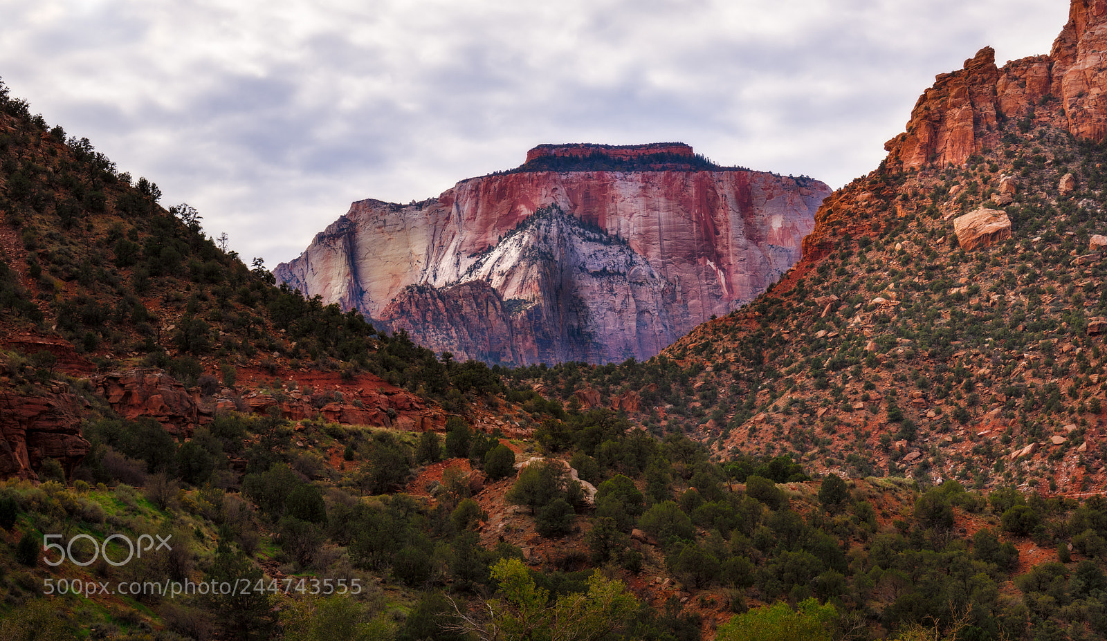 Nikon D810 sample photo. Zion national park photography