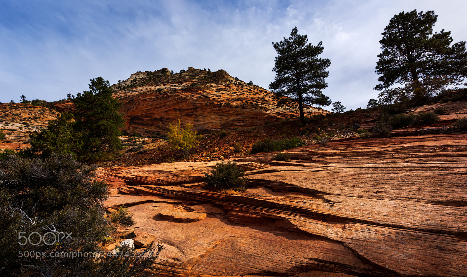Nikon D810 sample photo. Zion national park photography