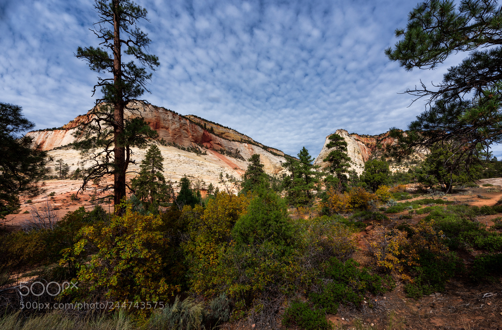 Nikon D810 sample photo. Zion national park photography