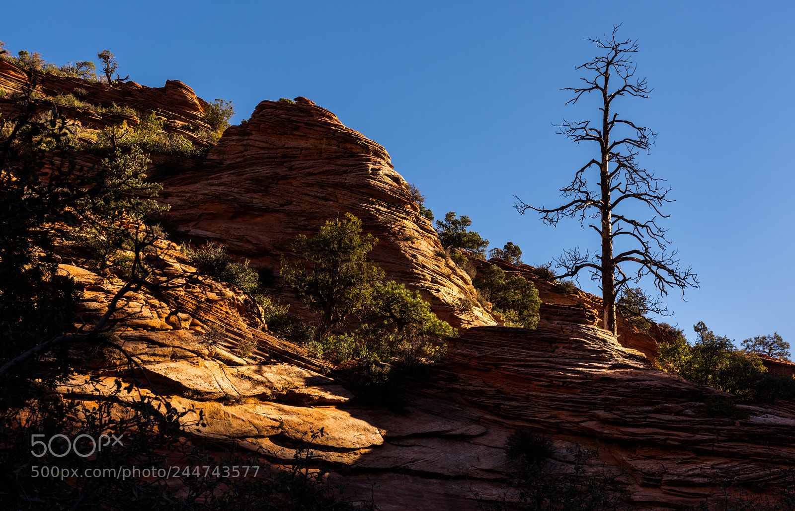 Nikon D810 sample photo. Zionnationalparkutssw photography