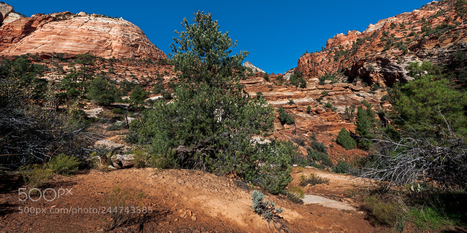 Nikon D810 sample photo. Zion national park photography