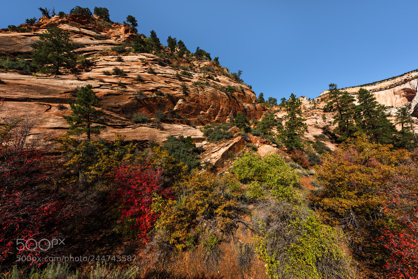 Nikon D810 sample photo. Zion national park photography