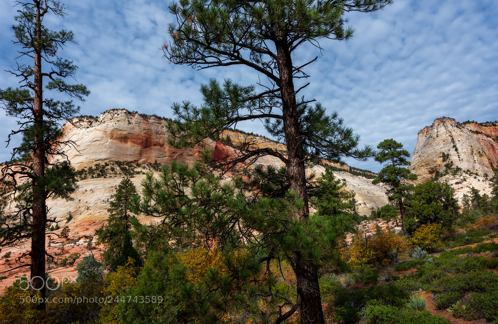 Nikon D810 sample photo. Zion national park photography