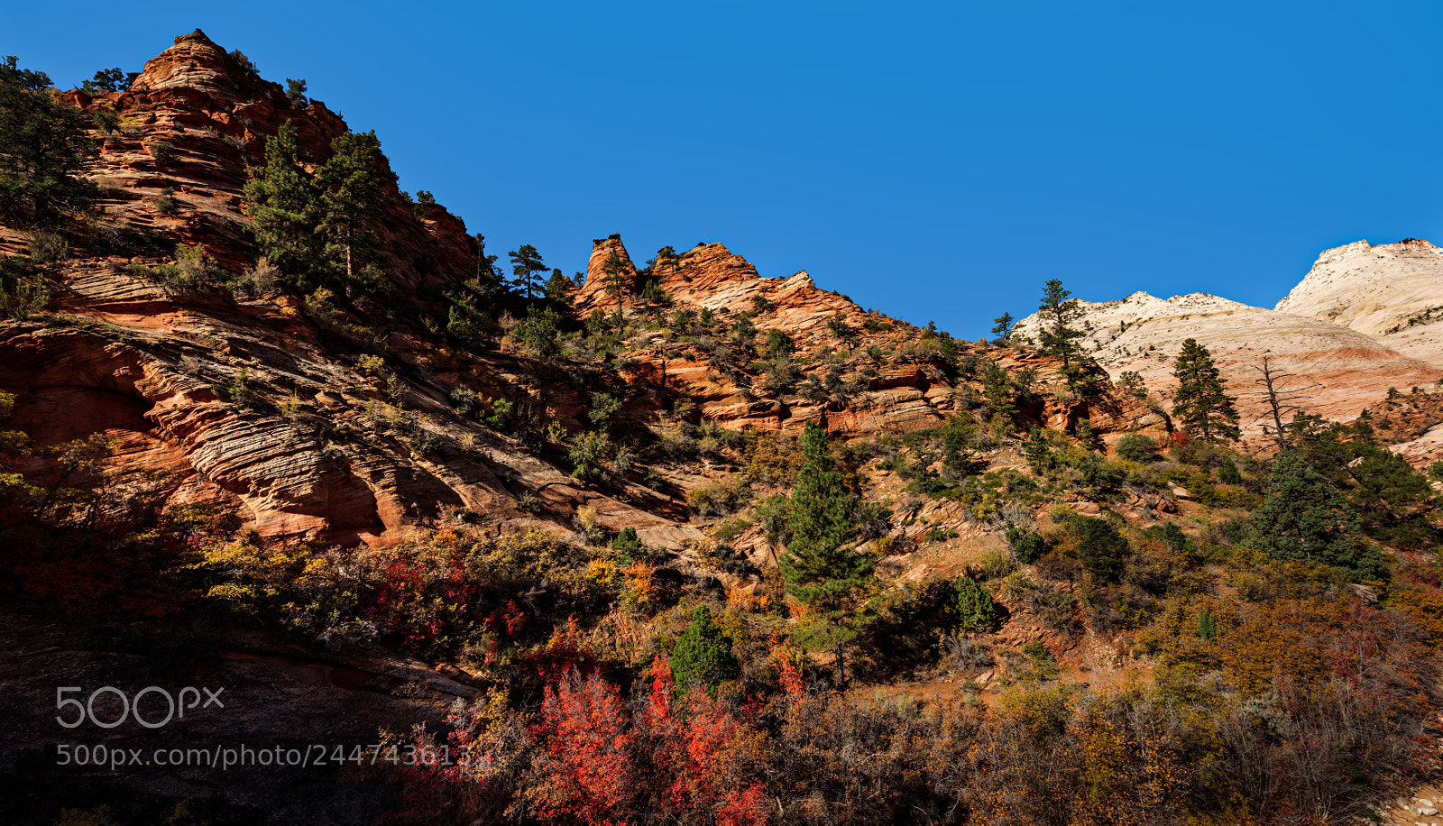 Nikon D810 sample photo. Zion national park photography