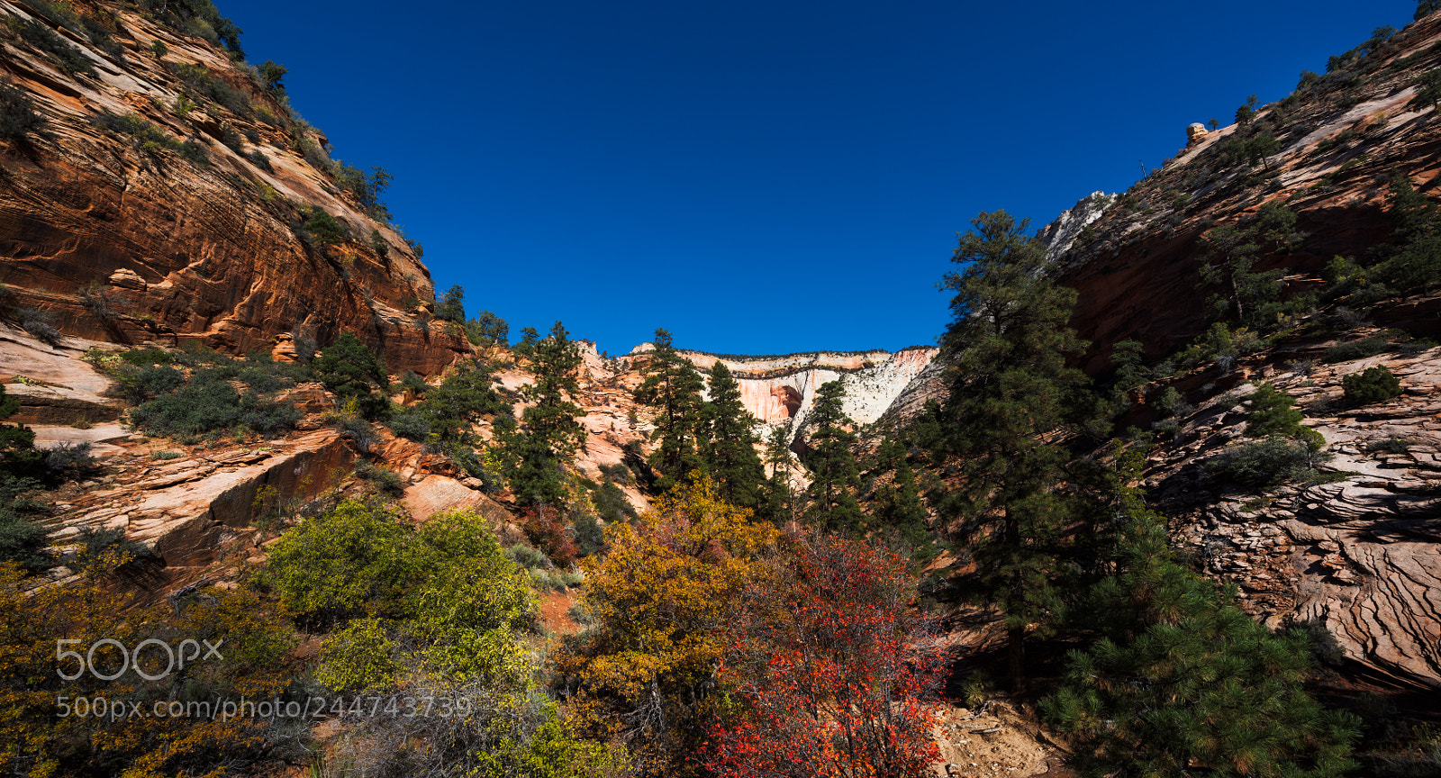 Nikon D810 sample photo. Zion national park photography