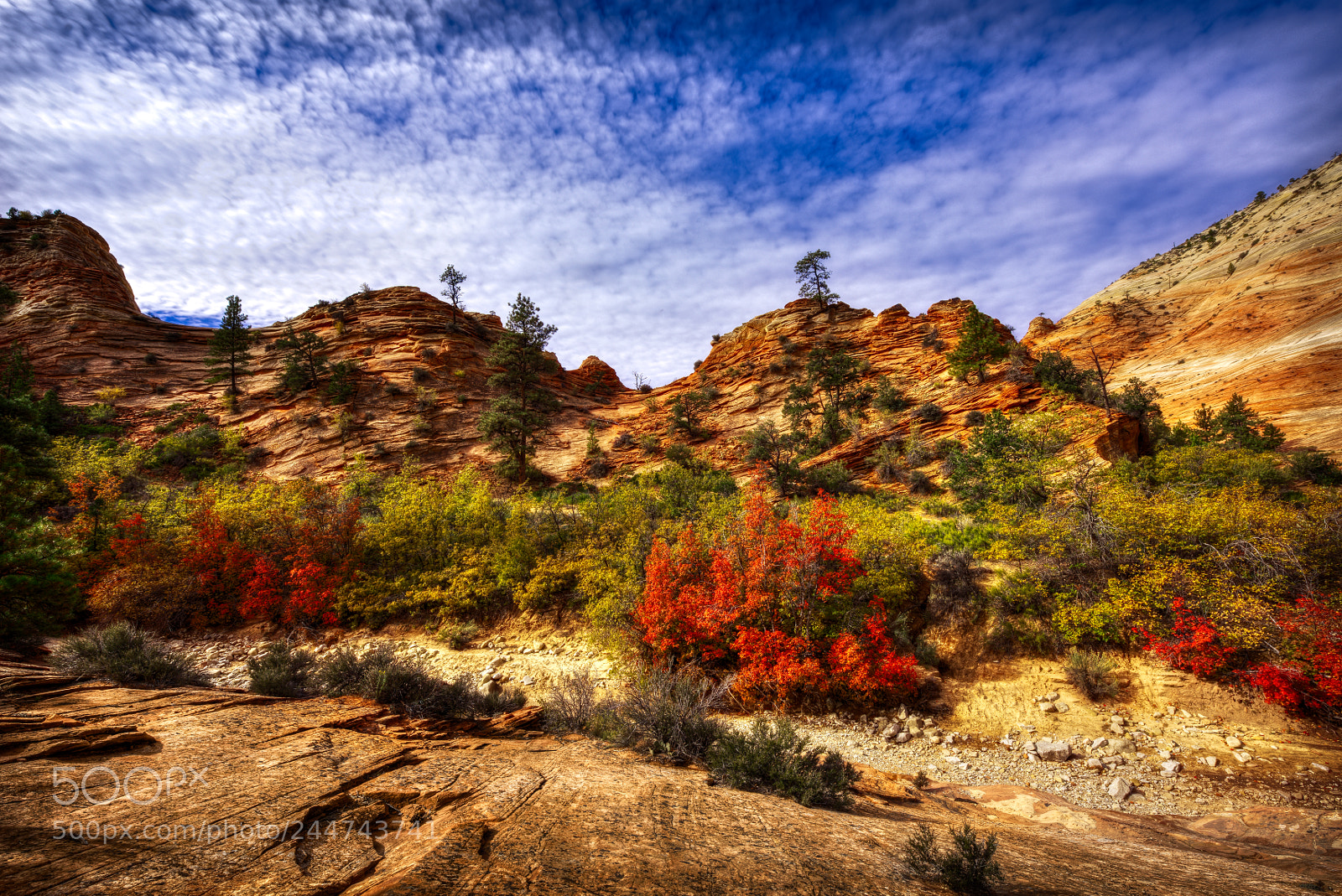 Nikon D810 sample photo. Zion national park photography