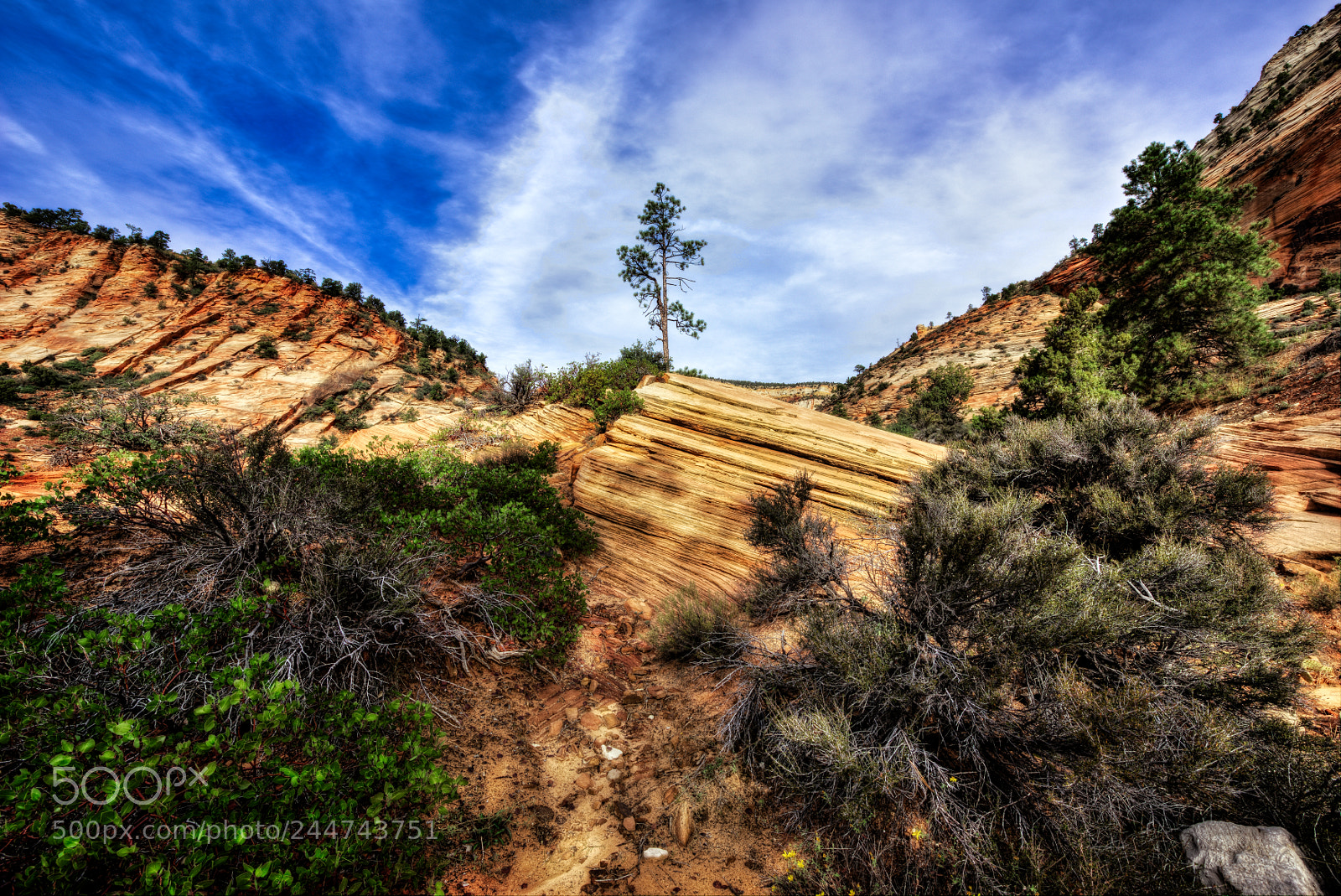 Nikon D810 sample photo. Zion national park photography