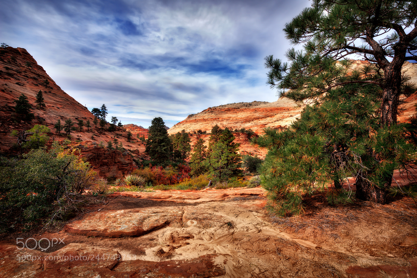 Nikon D810 sample photo. Zion national park photography