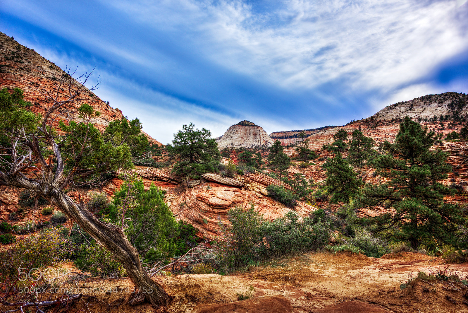 Nikon D810 sample photo. Zion national park photography