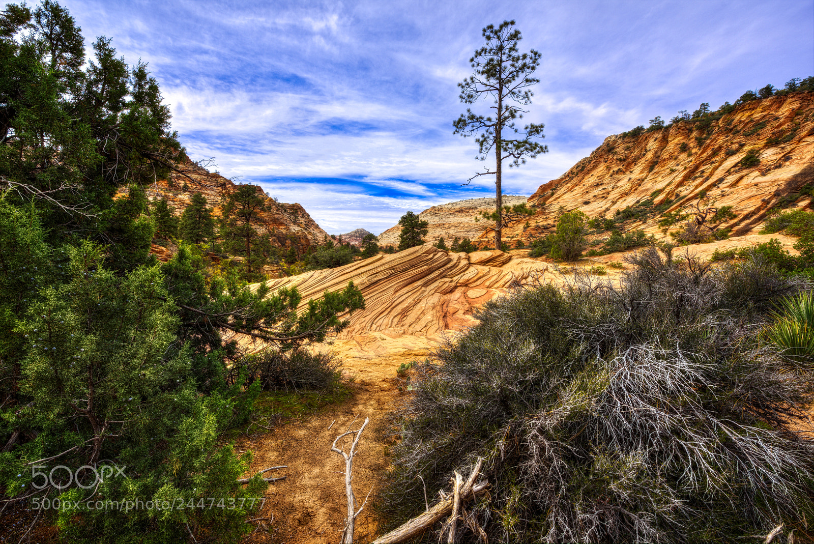 Nikon D810 sample photo. Zion national park photography