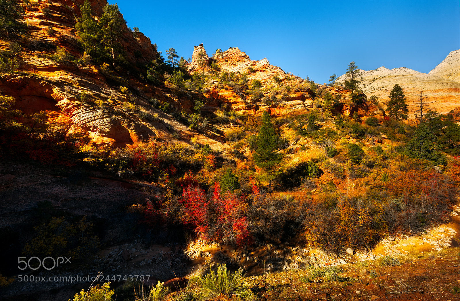 Nikon D810 sample photo. Zion national park photography