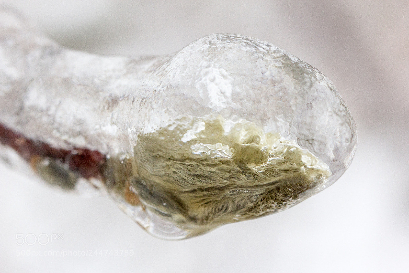 Canon EOS 60D sample photo. Frozen photography