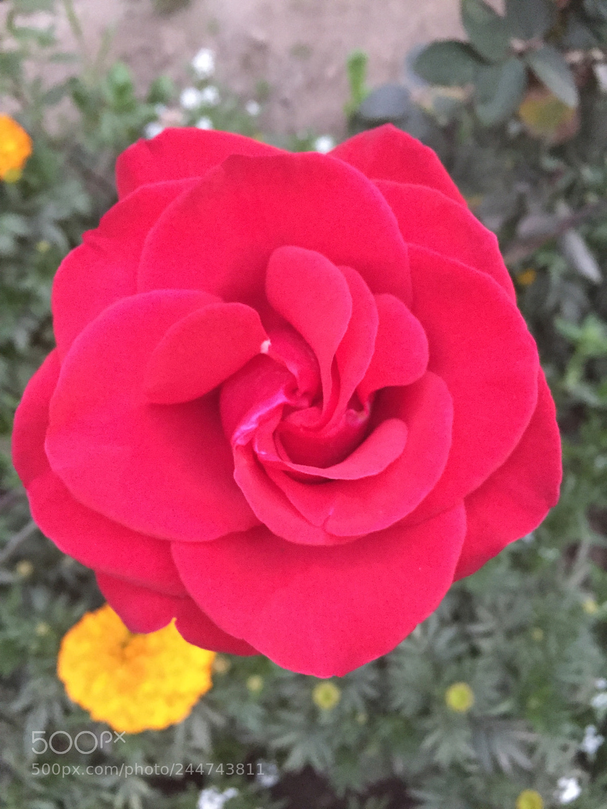 Apple iPhone 6 sample photo. Full blown rose photography