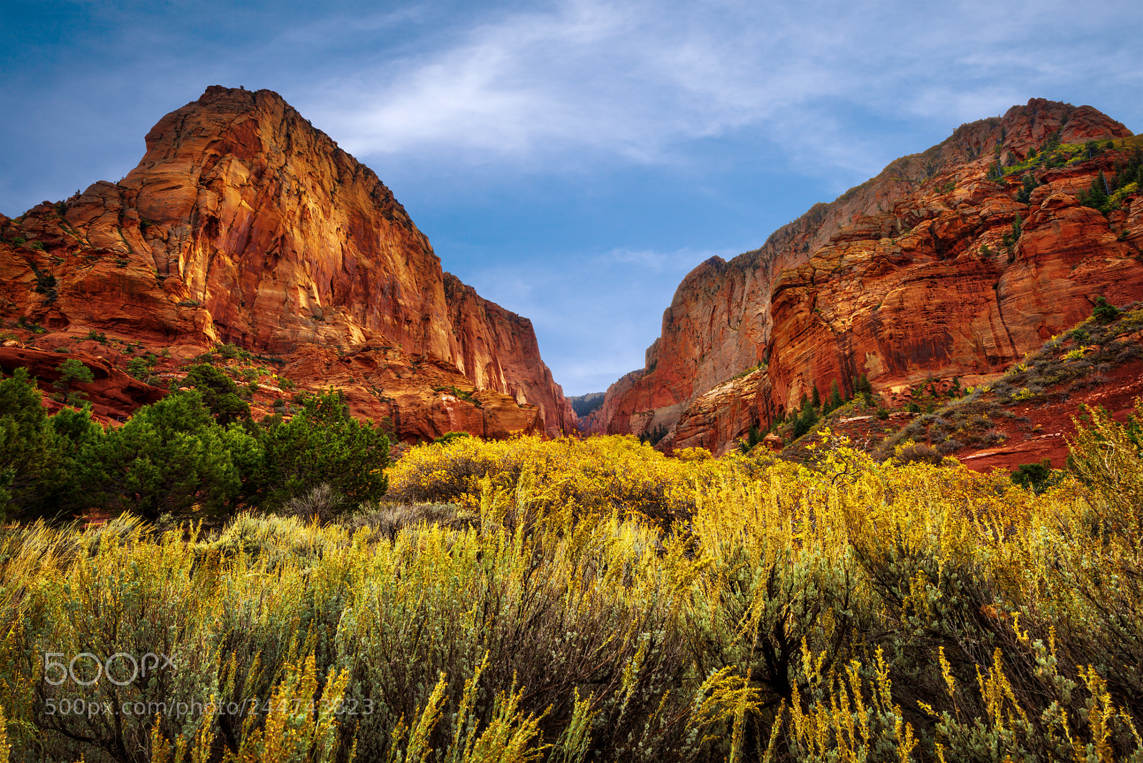 Nikon D810 sample photo. Zion national park photography