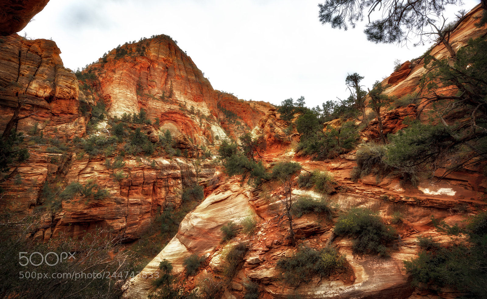 Nikon D810 sample photo. Zion national park photography