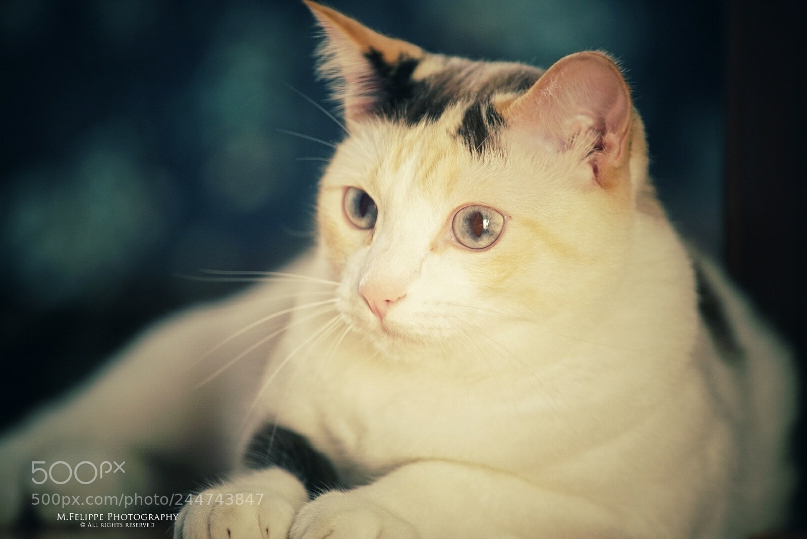 Sony a7S II sample photo. Belinha #3 photography