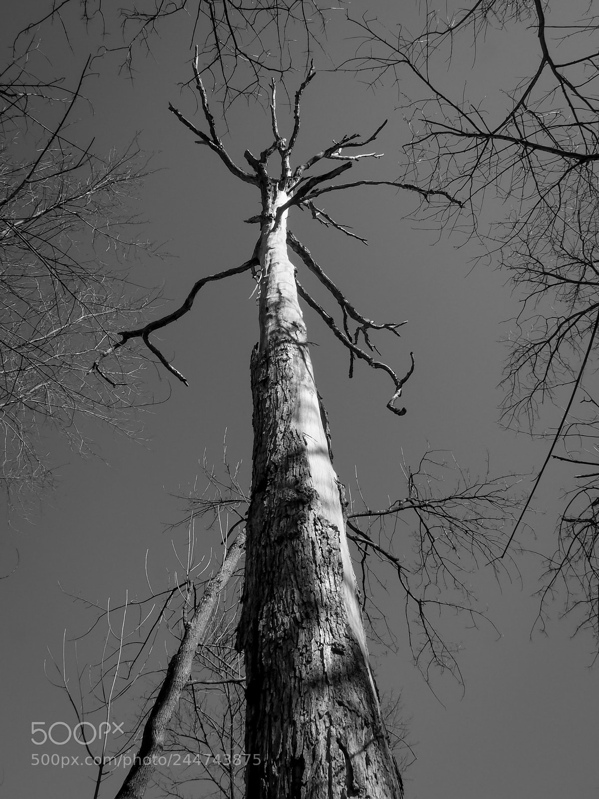 Olympus OM-D E-M5 sample photo. Towering photography