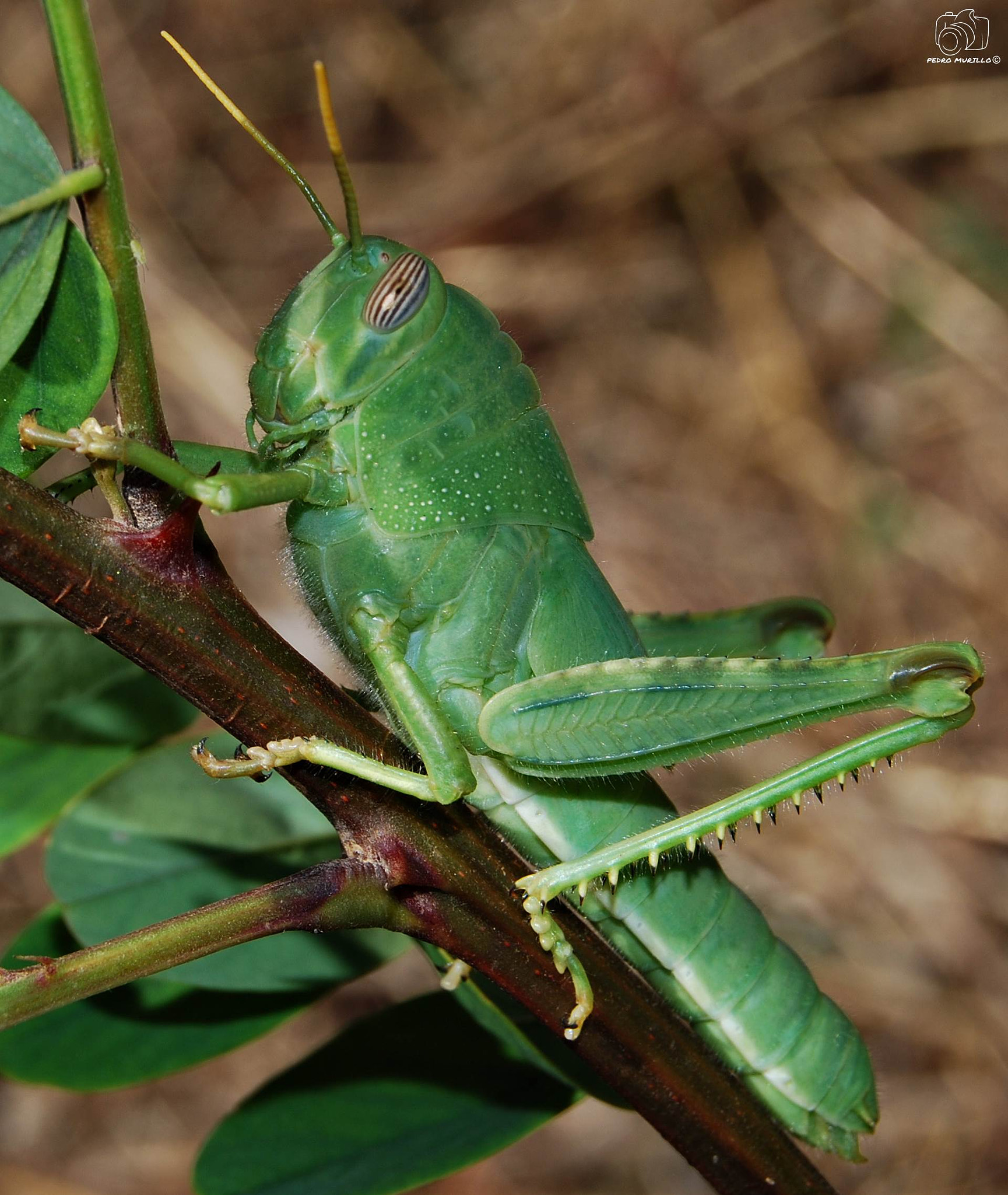 Nikon D60 sample photo. Saltamontes verde (anacridium aegyptium) photography