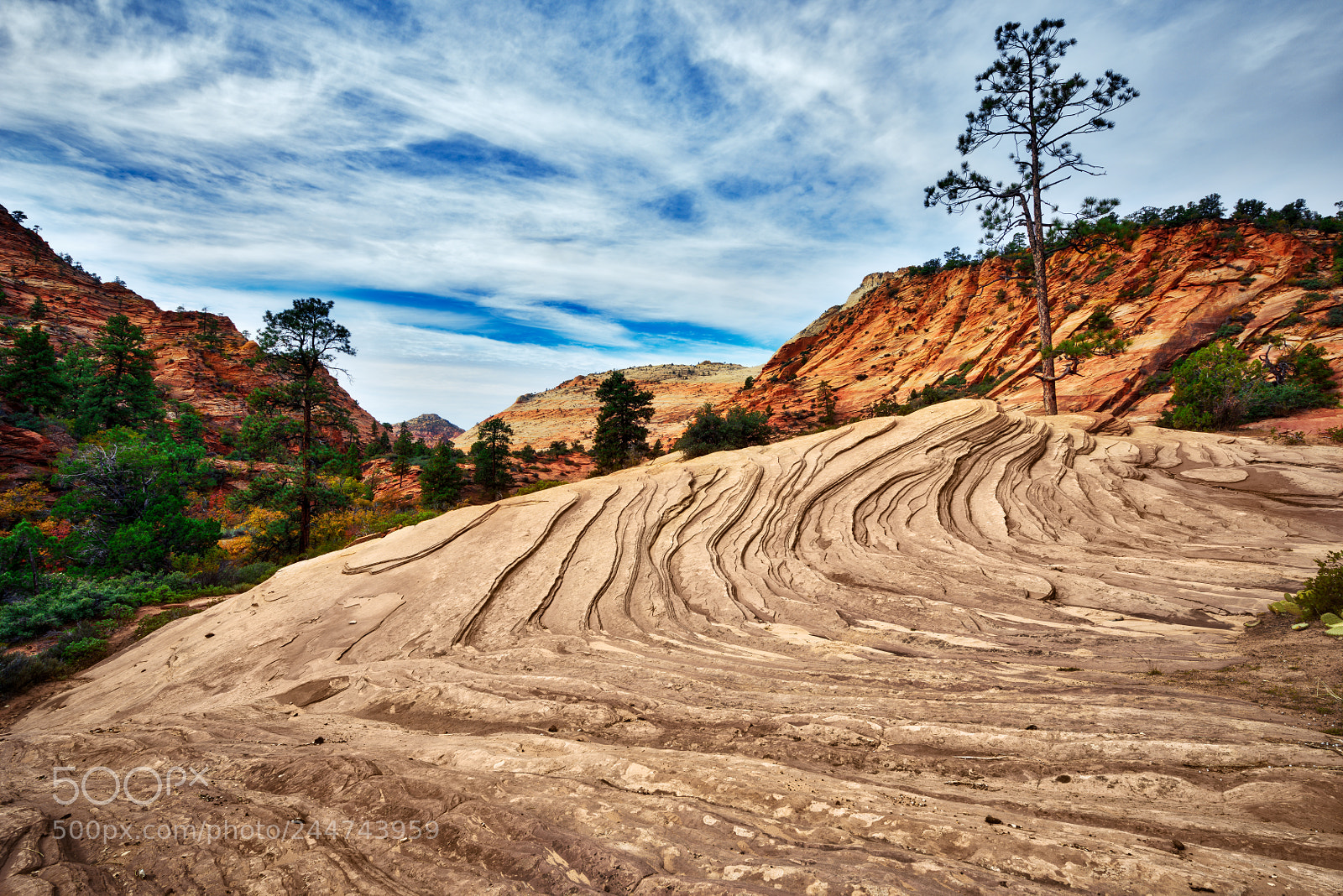 Nikon D810 sample photo. Zion national park photography