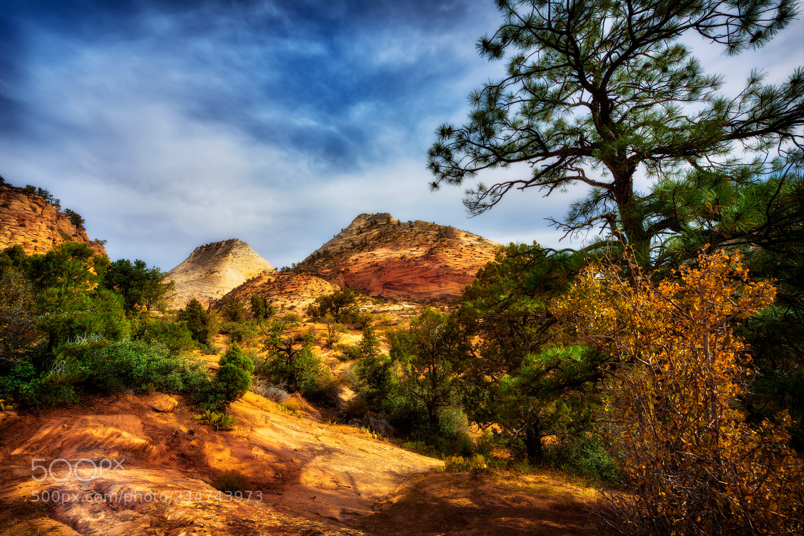 Nikon D810 sample photo. Zion national park photography