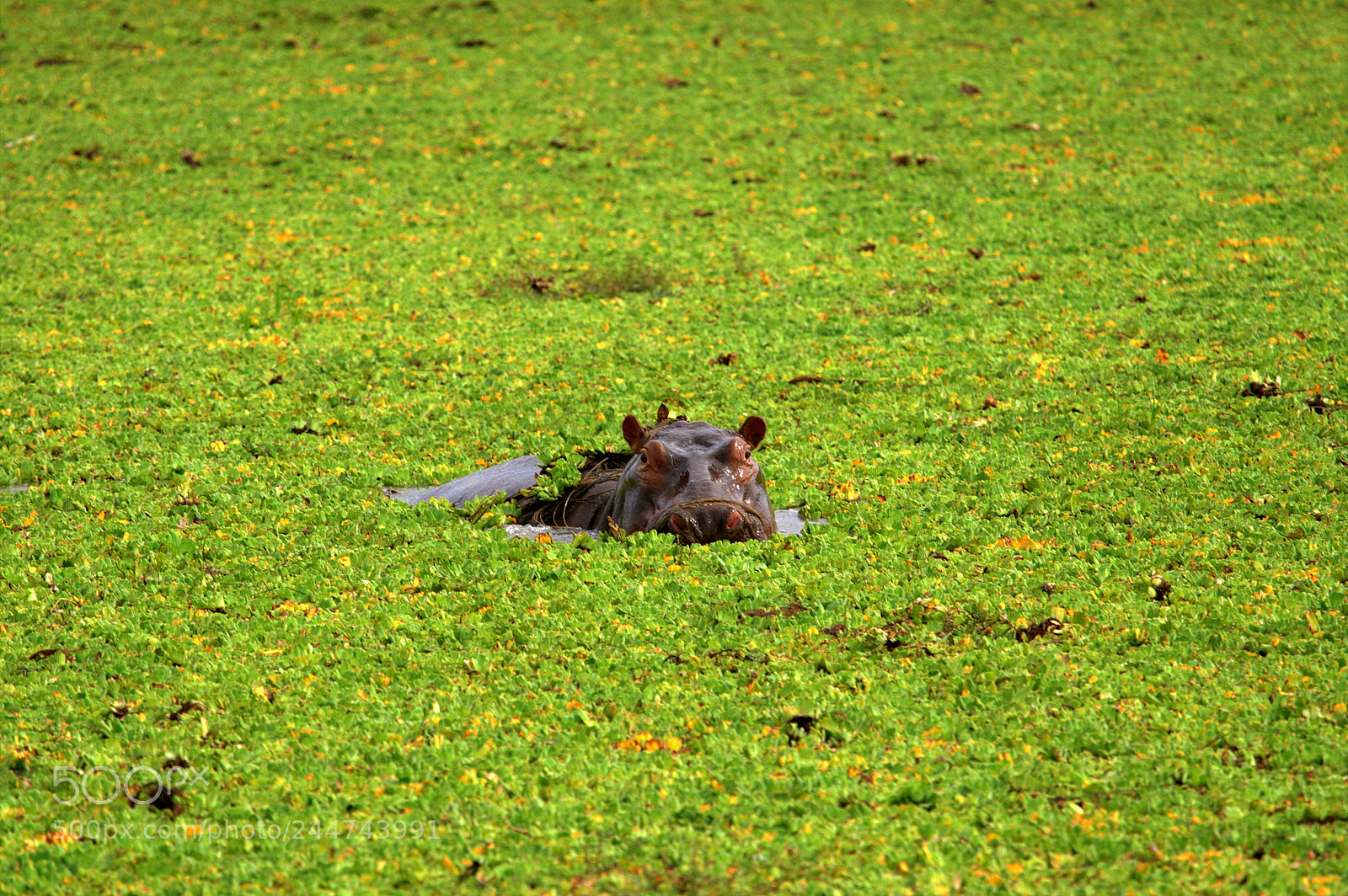 Canon EOS-1D Mark III sample photo. Hippo swimming into the photography