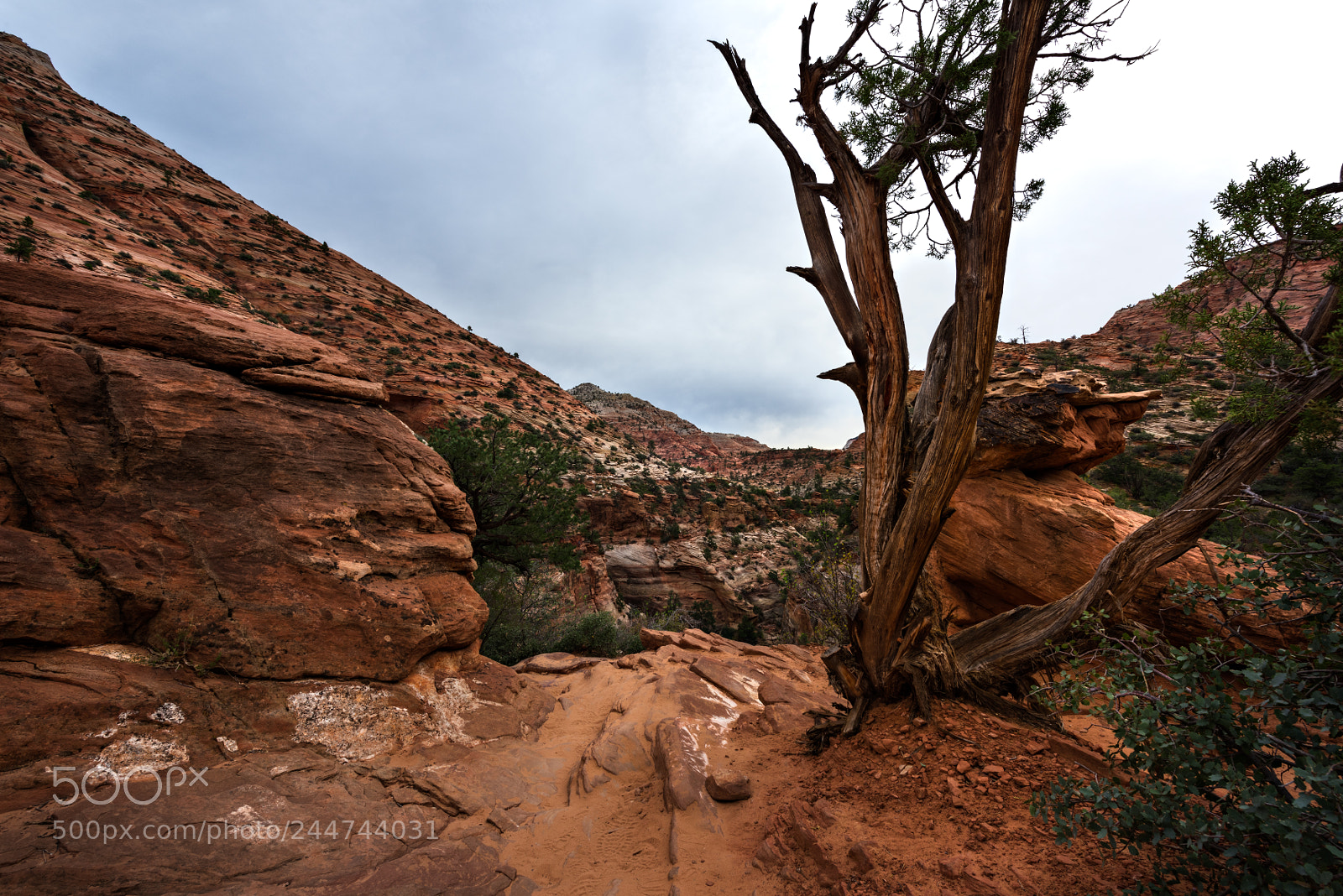 Nikon D810 sample photo. Zion national park photography