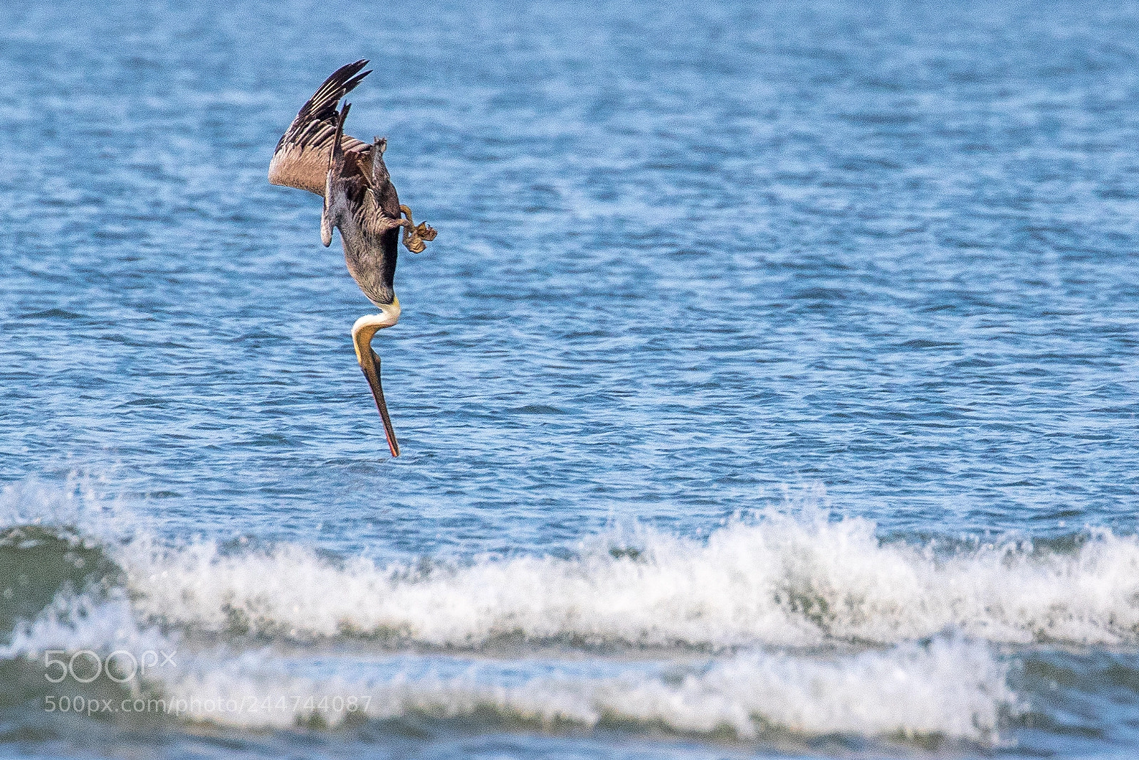 Canon EOS 7D Mark II sample photo. Pelican in steep dive photography