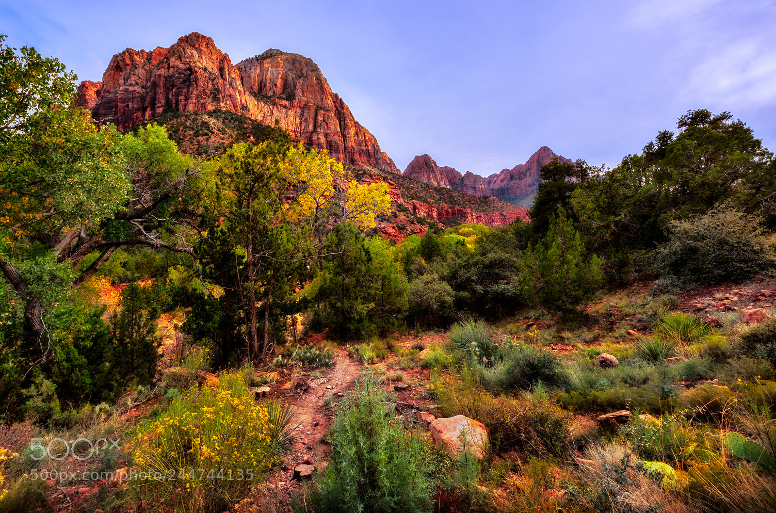 Nikon D810 sample photo. Zion national park photography