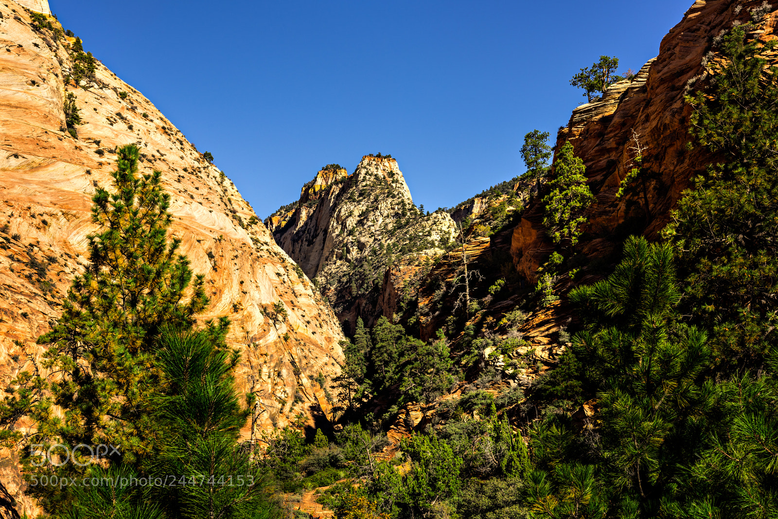 Nikon D810 sample photo. Zion national park photography