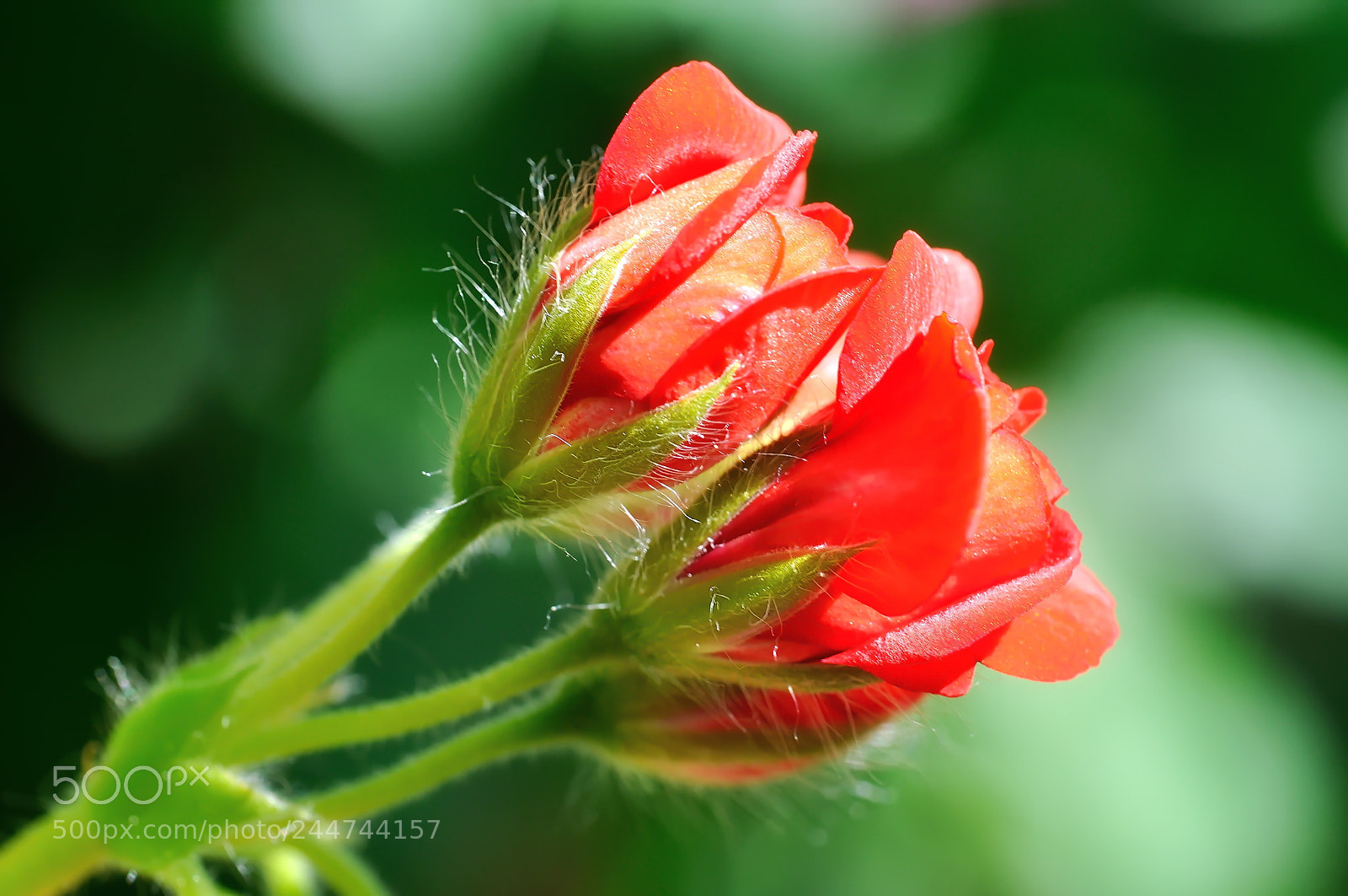 Nikon D5000 sample photo. Pelargonium domesticum photography