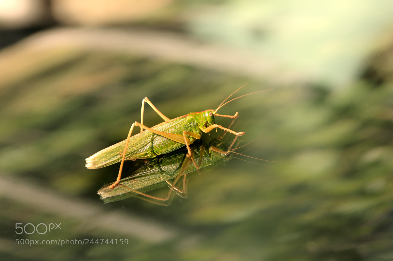 Canon EOS 750D (EOS Rebel T6i / EOS Kiss X8i) sample photo. Large grasshopper photography