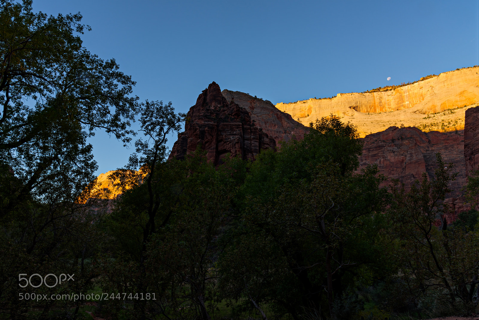 Nikon D810 sample photo. Zion national park photography