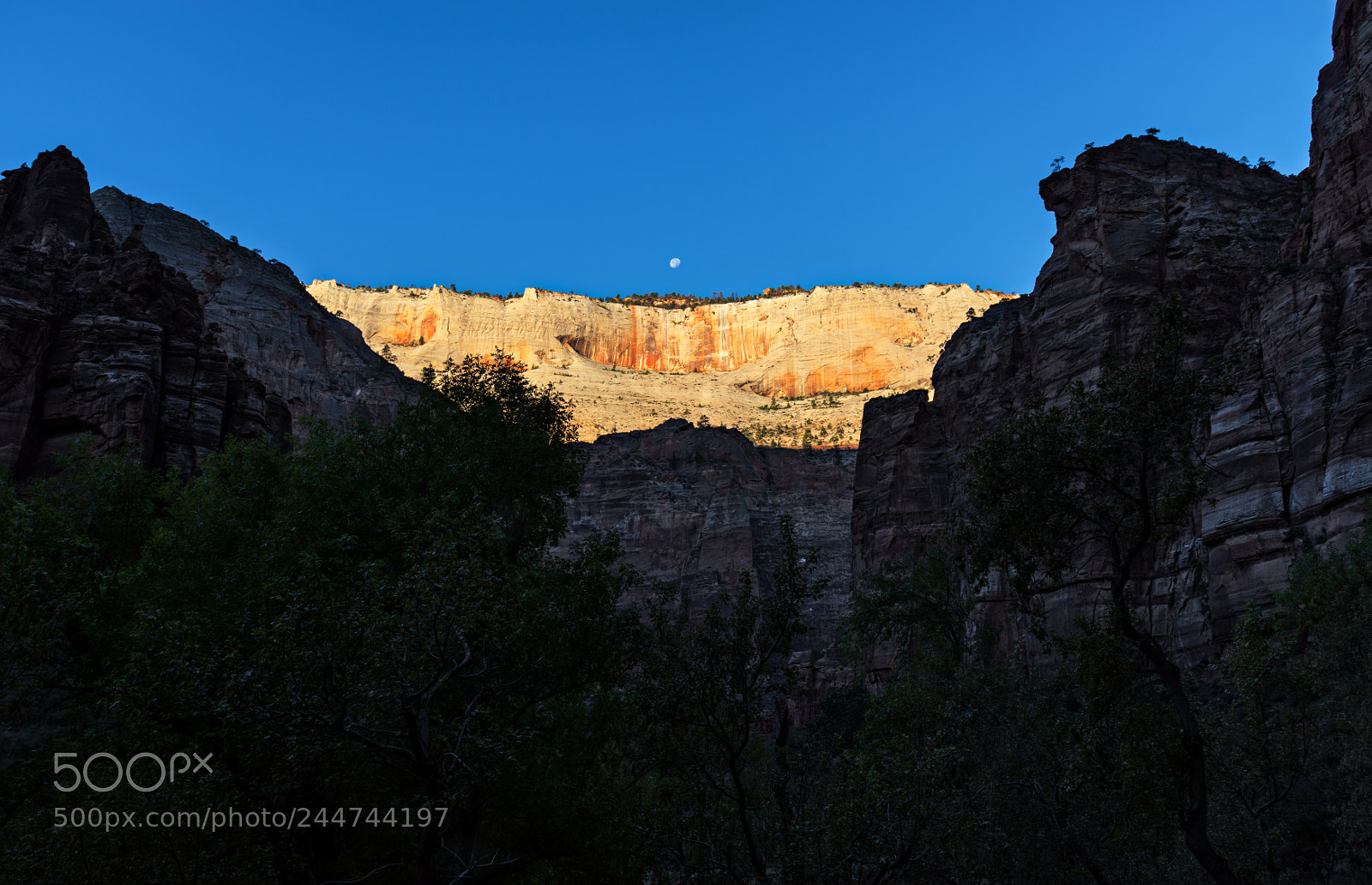Nikon D810 sample photo. Zion national park photography