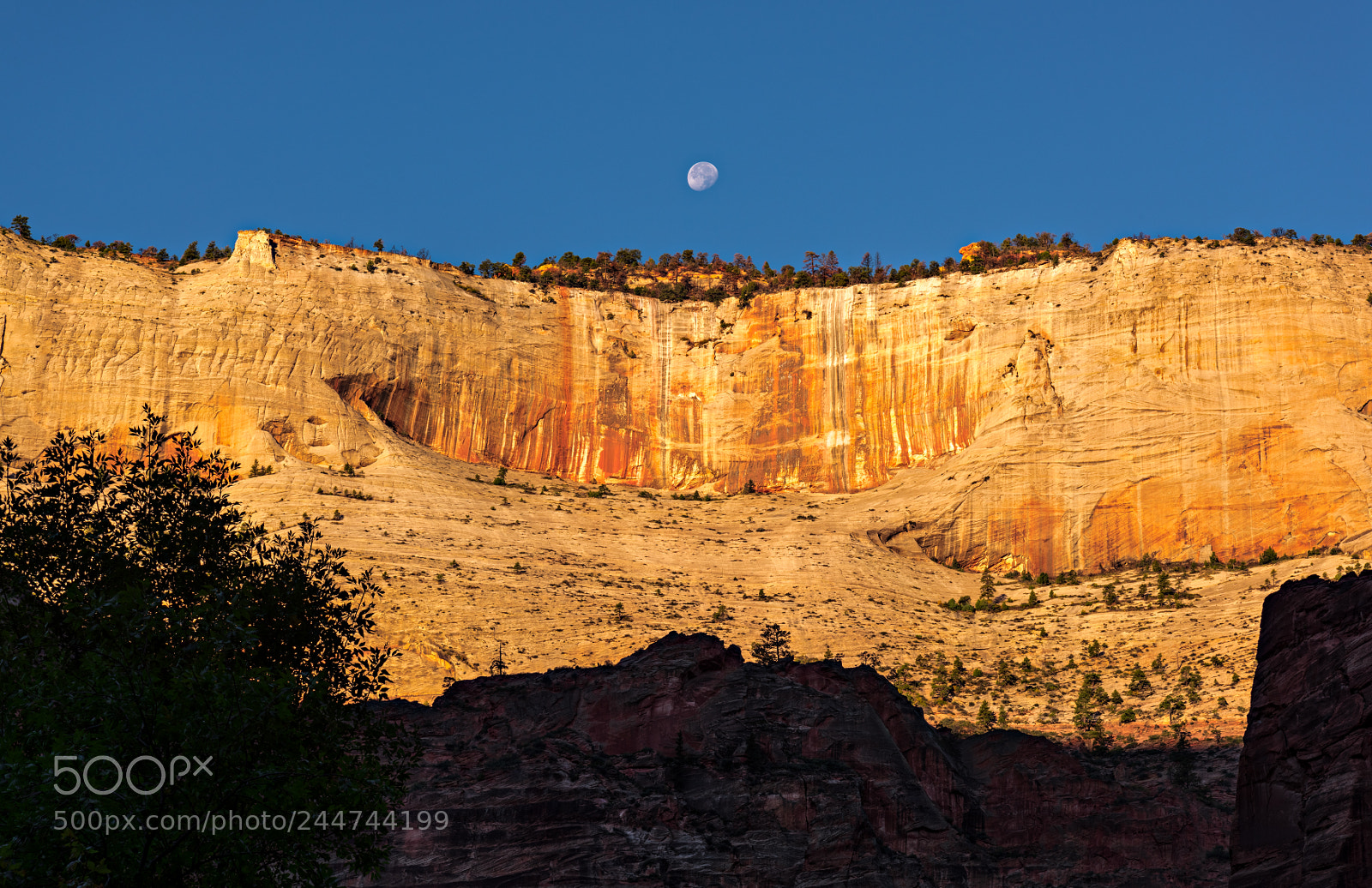 Nikon D810 sample photo. Zion national park photography