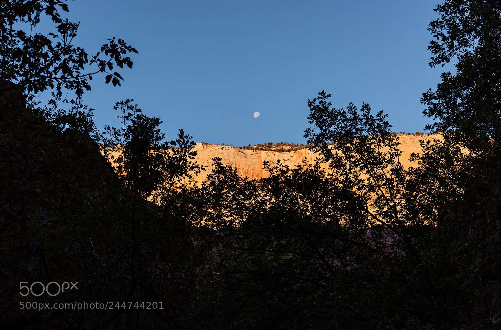 Nikon D810 sample photo. Zion national park photography