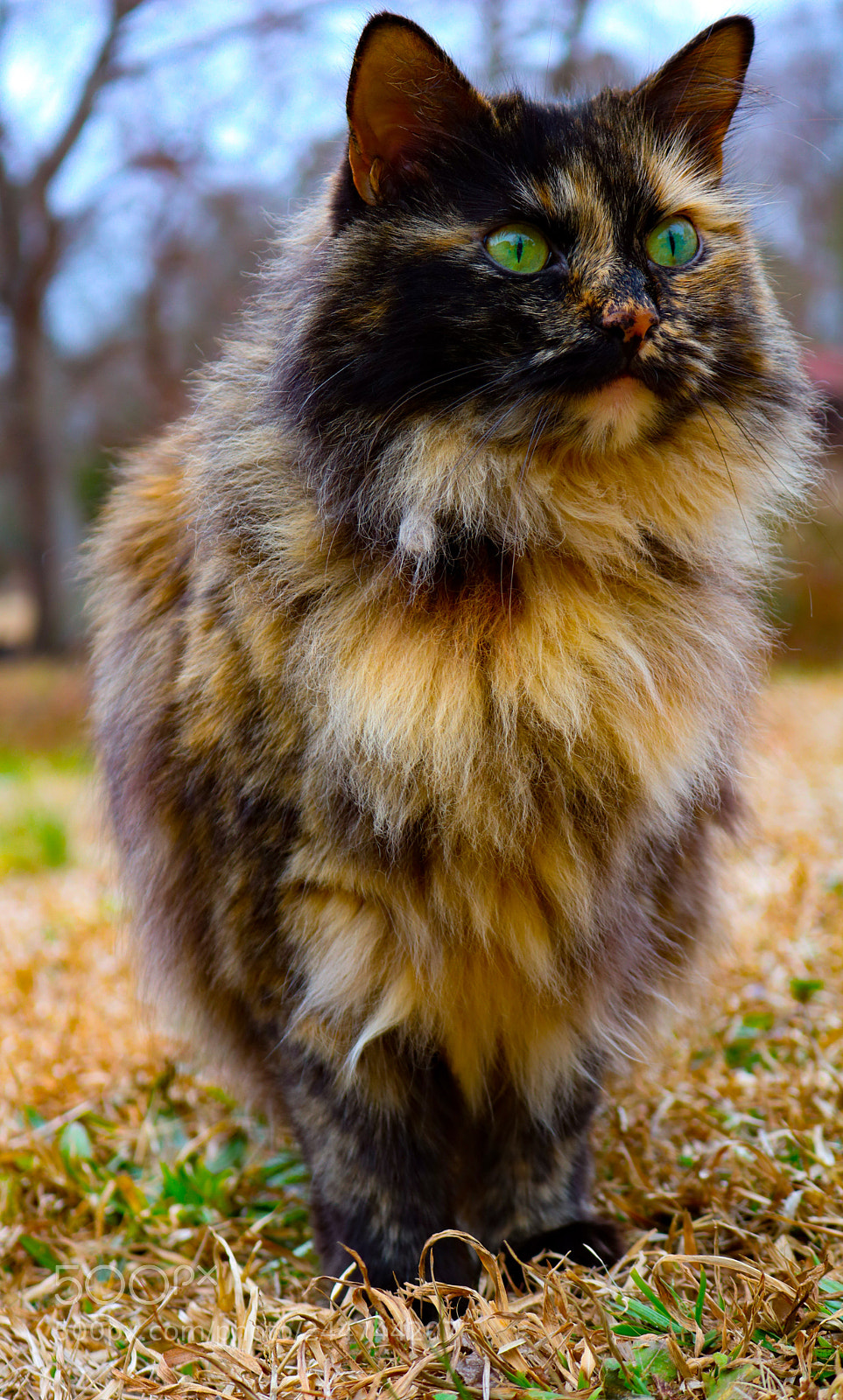 Canon EOS 750D (EOS Rebel T6i / EOS Kiss X8i) sample photo. The hunt photography