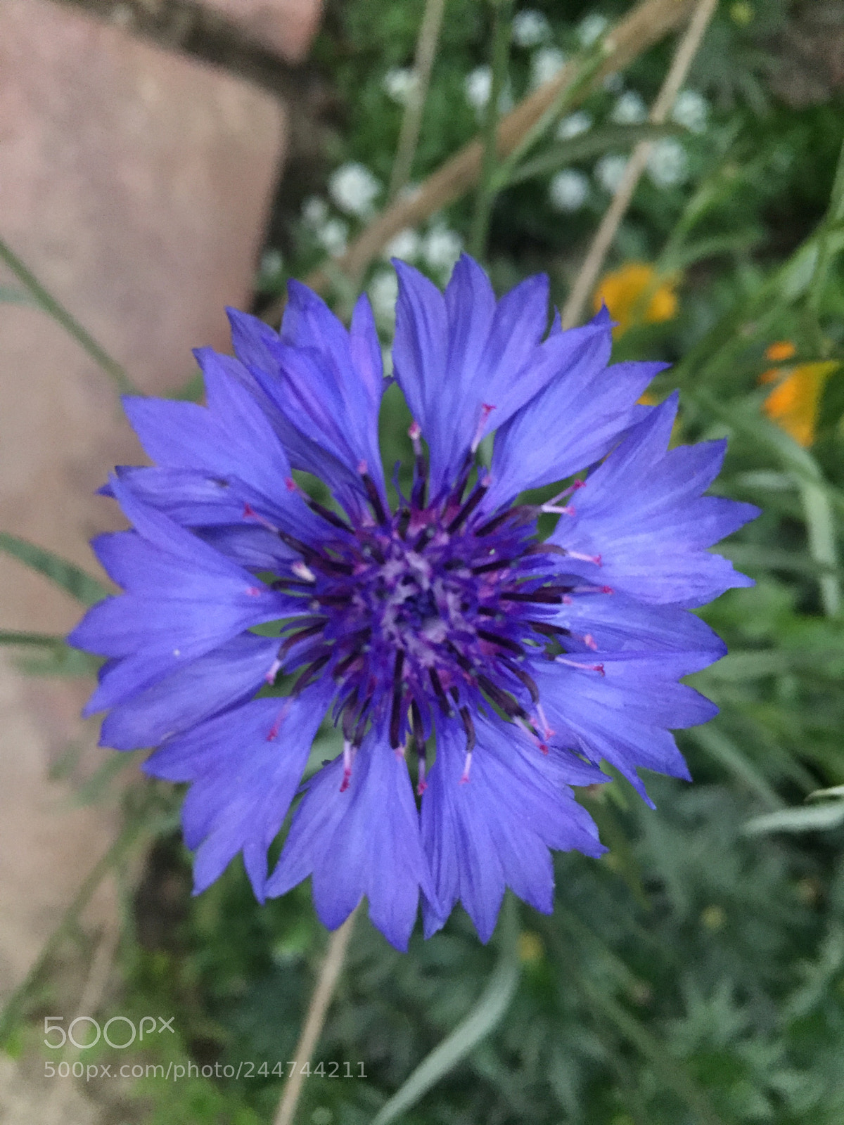 Apple iPhone 6 sample photo. Blue flower photography