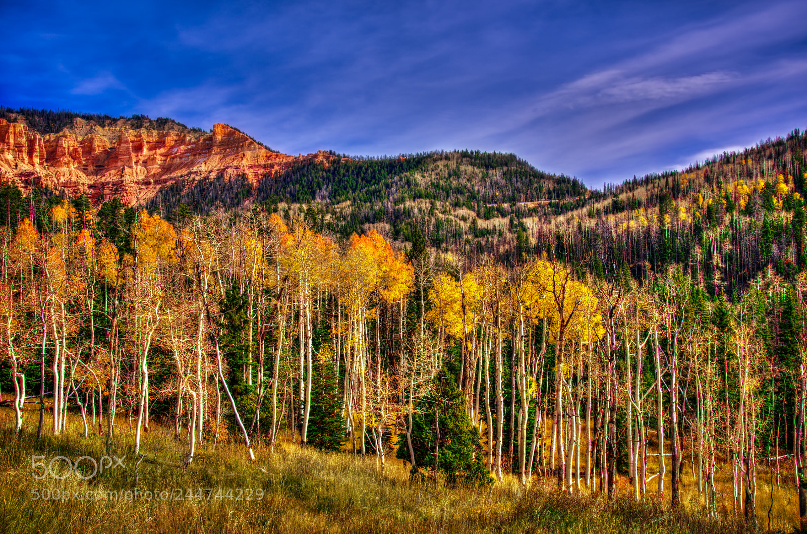 Nikon D810 sample photo. Zion national park photography