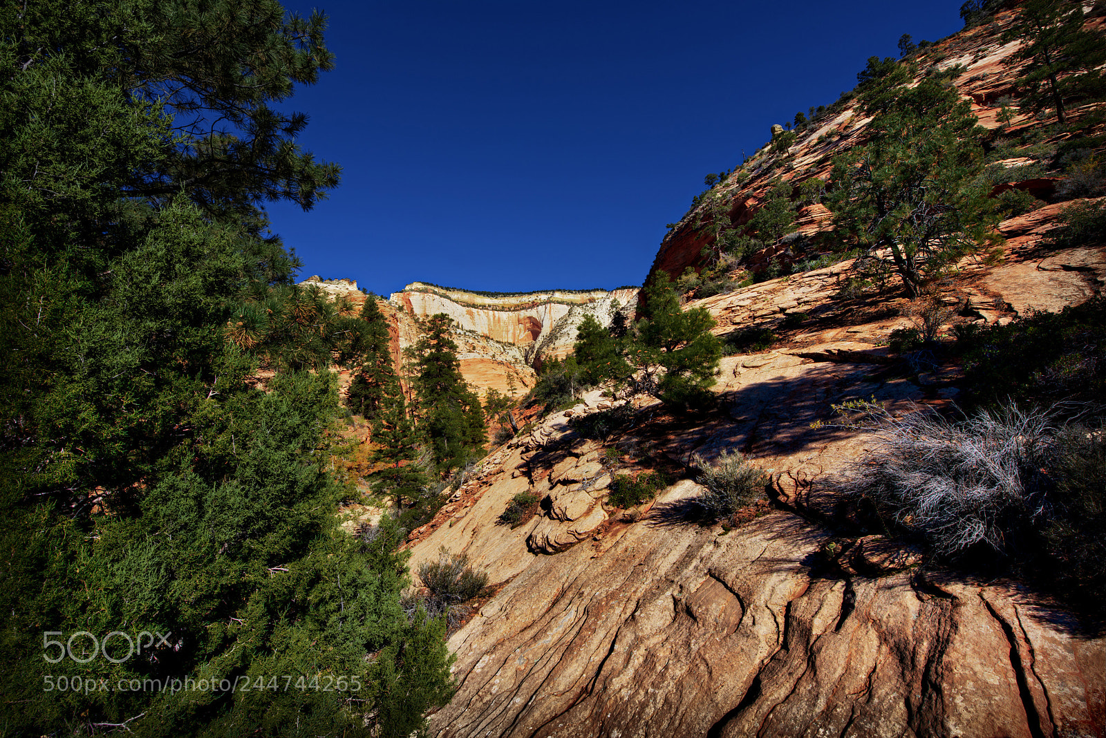 Nikon D810 sample photo. Zion national park photography