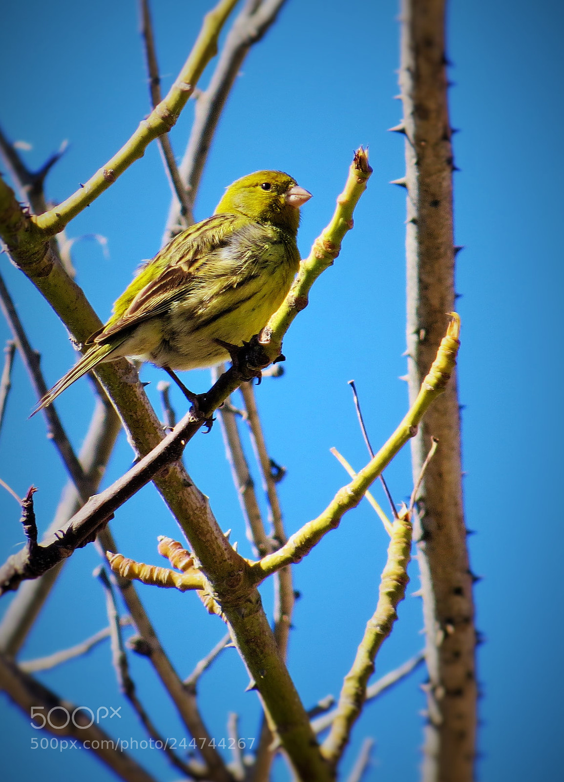 Canon PowerShot SX50 HS sample photo. Green bird () photography