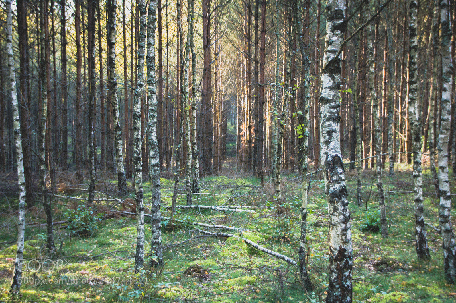 Canon EOS 750D (EOS Rebel T6i / EOS Kiss X8i) sample photo. Forest scene photography