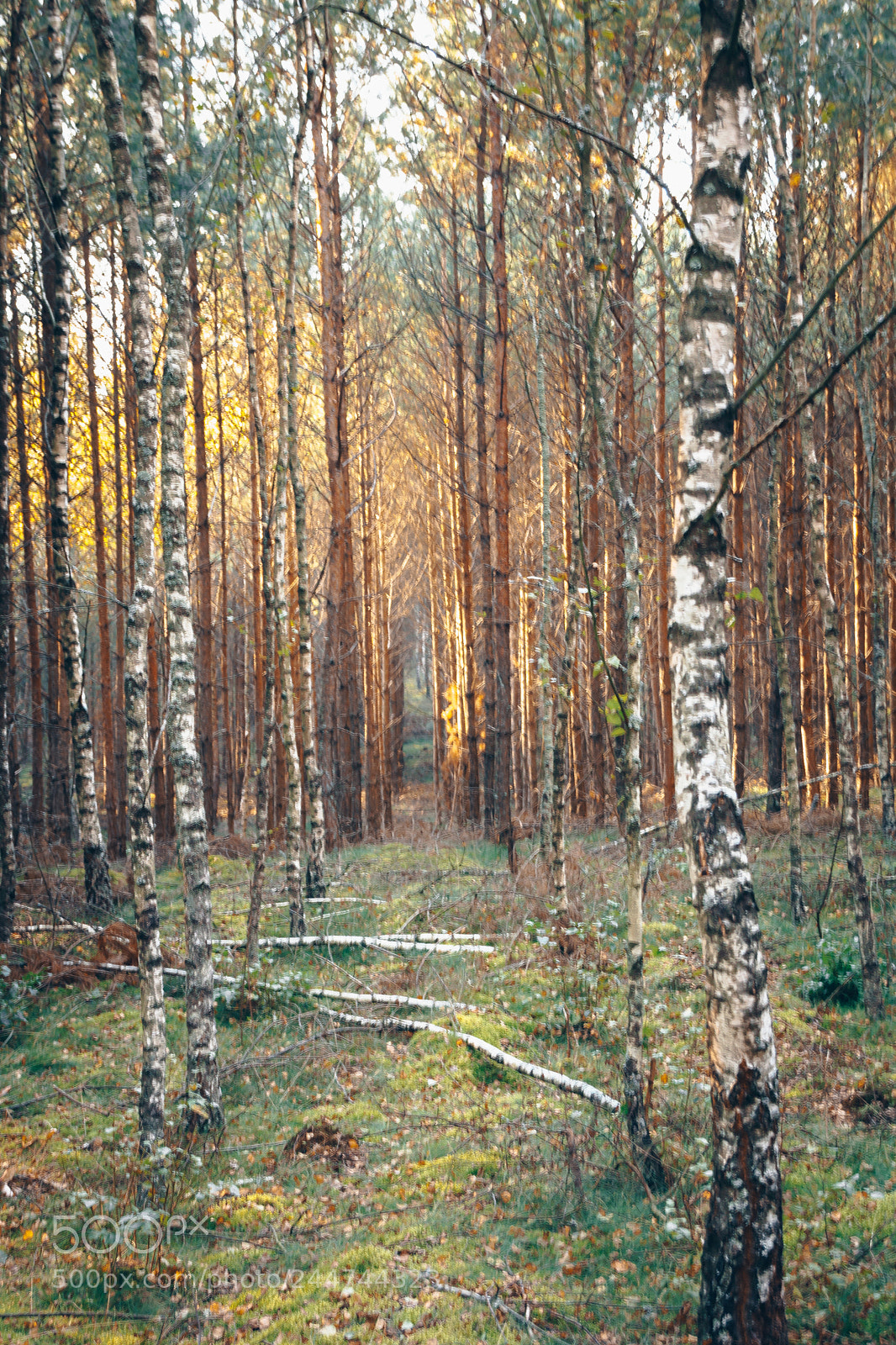 Canon EOS 750D (EOS Rebel T6i / EOS Kiss X8i) sample photo. Forest scene photography